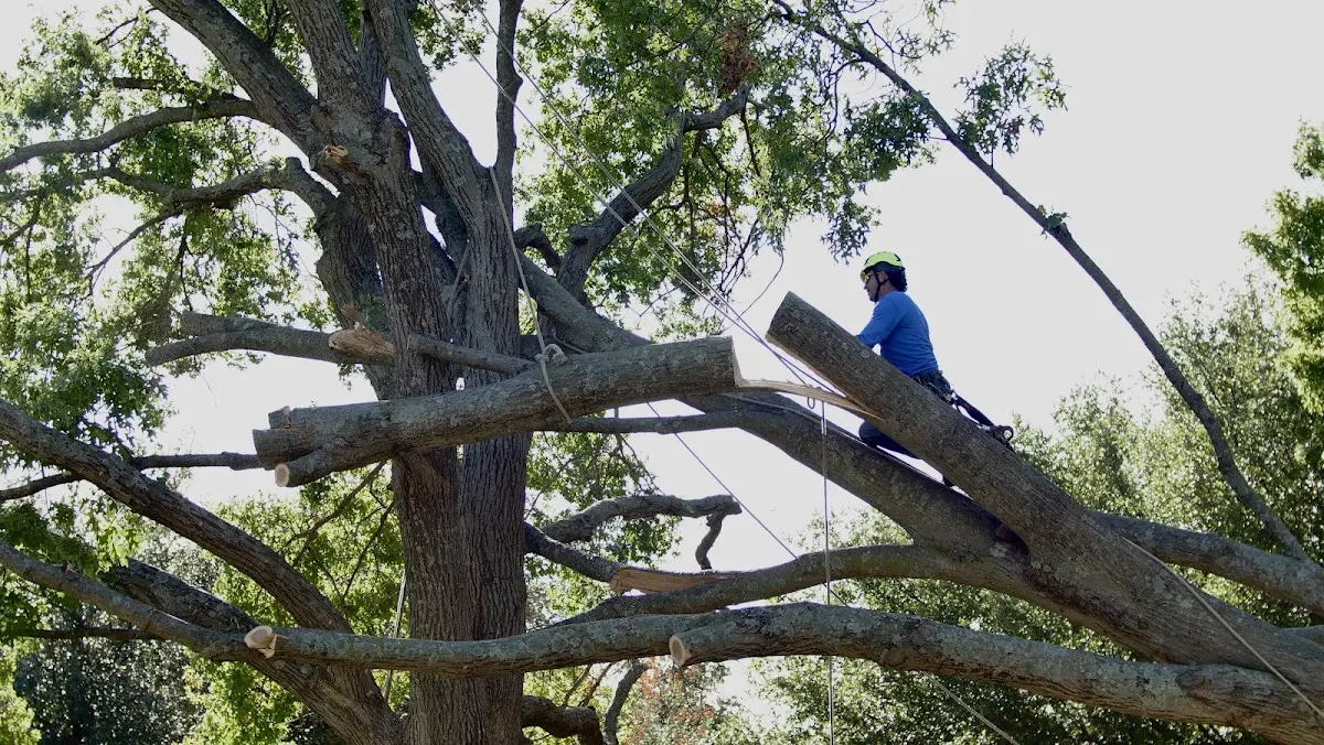 Professional Crown Thinning performed by certified arborists in Glenmoore